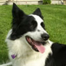Zorro was adopted in June, 2008